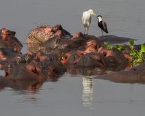 Cattle Egret (Bubulcus ibis), Flodhest, Kuhegre, Murchinson Falls NP, Pattedyr, Spur-winged Lapwing, Vanellus spinosus : Cattle Egret (Bubulcus ibis), Flodhest, Kuhegre, Murchinson Falls NP, Pattedyr, Spur-winged Lapwing, Vanellus spinosus