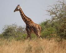 Giraffa camelopardalis rothschildi, Murchinson Falls NP, Rotchildsjiraff : Giraffa camelopardalis rothschildi, Murchinson Falls NP, Rotchildsjiraff