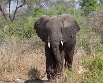 African bushelephant (Loxodonta africana knochenhaueri), Afrikansk savanneelefant, Cattle Egret (Bubulcus ibis), Kuhegre, Murchinson Falls NP, Pattedyr : African bushelephant (Loxodonta africana knochenhaueri), Afrikansk savanneelefant, Cattle Egret (Bubulcus ibis), Kuhegre, Murchinson Falls NP, Pattedyr