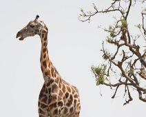 Giraffa camelopardalis rothschildi, Murchinson Falls NP, Rotchildsjiraff : Giraffa camelopardalis rothschildi, Murchinson Falls NP, Rotchildsjiraff