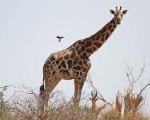Rotchildsjiraff   Buphagus africanus, Giraffa camelopardalis rothschildi, Murchinson Falls NP, Rotchildsjiraff, Yellow-billed Oxpecker : Buphagus africanus, Giraffa camelopardalis rothschildi, Murchinson Falls NP, Rotchildsjiraff, Yellow-billed Oxpecker