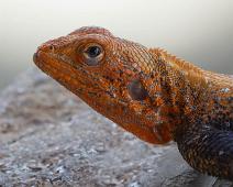 Vanlig Agama   Agama agama, Murchinson Falls NP, Red-headed agama, Vanlig Agama : Agama agama, Murchinson Falls NP, Red-headed agama, Vanlig Agama