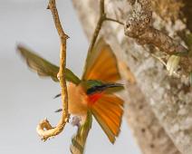 Merops bulocki, Red-throated Bee-eater, Uganda : Merops bulocki, Red-throated Bee-eater, Uganda