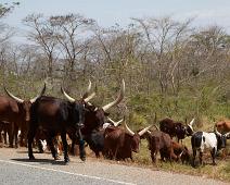 Ankole kyr, Uganda : Ankole kyr, Uganda