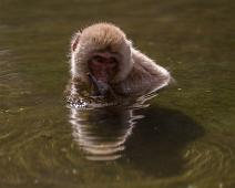 Snowmonkeys