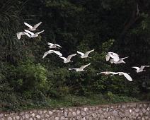 Kuhegre   Bubulcus ibis, Cattle Egret, Kina, Kuhegre, Li river : Bubulcus ibis, Cattle Egret, Kina, Kuhegre, Li river