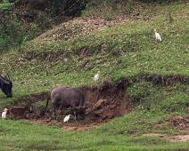 Bubulcus ibis, Cattle Egret, Kina, Kuhegre, Li river, Vannbøffel : Bubulcus ibis, Cattle Egret, Kina, Kuhegre, Li river, Vannbøffel