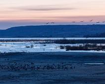 Common Crane, Grus grus, Hornborgasjøen, Sverige, Trane : Common Crane, Grus grus, Hornborgasjøen, Sverige, Trane