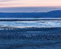 Common Crane, Grus grus, Hornborgasjøen, Sverige, Trane : Common Crane, Grus grus, Hornborgasjøen, Sverige, Trane