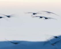 Common Crane, Grus grus, Hornborgasjøen, Sverige, Trane : Common Crane, Grus grus, Hornborgasjøen, Sverige, Trane