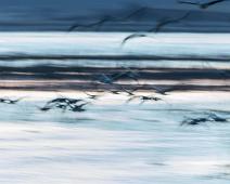 Common Crane, Grus grus, Hornborgasjøen, Sverige, Trane : Common Crane, Grus grus, Hornborgasjøen, Sverige, Trane