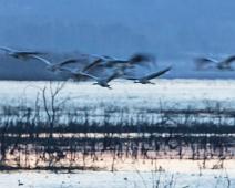 Common Crane, Grus grus, Hornborgasjøen, Sverige, Trane : Common Crane, Grus grus, Hornborgasjøen, Sverige, Trane