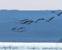 Common Crane, Grus grus, Hornborgasjøen, Sverige, Trane : Common Crane, Grus grus, Hornborgasjøen, Sverige, Trane