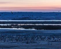 Common Crane, Grus grus, Hornborgasjøen, Sverige, Trane : Common Crane, Grus grus, Hornborgasjøen, Sverige, Trane