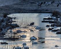 Common Crane, Grus grus, Hornborgasjøen, Sverige, Trane : Common Crane, Grus grus, Hornborgasjøen, Sverige, Trane