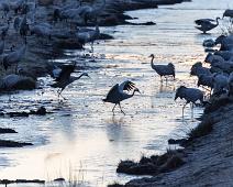 Common Crane, Grus grus, Hornborgasjøen, Sverige, Trane : Common Crane, Grus grus, Hornborgasjøen, Sverige, Trane