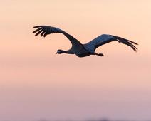 Common Crane, Grus grus, Hornborgasjøen, Sverige, Trane : Common Crane, Grus grus, Hornborgasjøen, Sverige, Trane