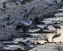 Common Crane, Grus grus, Hornborgasjøen, Sverige, Trane : Common Crane, Grus grus, Hornborgasjøen, Sverige, Trane