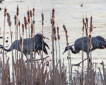 Common Crane, Grus grus, Hornborgasjøen, Sverige, Trane : Common Crane, Grus grus, Hornborgasjøen, Sverige, Trane