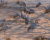 Common Crane, Grus grus, Hornborgasjøen, Sverige, Trane : Common Crane, Grus grus, Hornborgasjøen, Sverige, Trane