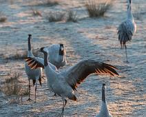 Common Crane, Grus grus, Hornborgasjøen, Sverige, Trane : Common Crane, Grus grus, Hornborgasjøen, Sverige, Trane