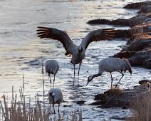 Common Crane, Grus grus, Hornborgasjøen, Sverige, Trane : Common Crane, Grus grus, Hornborgasjøen, Sverige, Trane