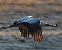 Common Crane, Grus grus, Hornborgasjøen, Sverige, Trane : Common Crane, Grus grus, Hornborgasjøen, Sverige, Trane