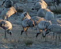 Common Crane, Grus grus, Hornborgasjøen, Sverige, Trane : Common Crane, Grus grus, Hornborgasjøen, Sverige, Trane