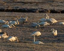 Common Crane, Grus grus, Hornborgasjøen, Sverige, Trane : Common Crane, Grus grus, Hornborgasjøen, Sverige, Trane