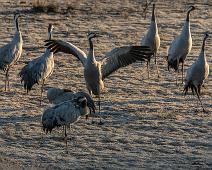 Common Crane, Grus grus, Hornborgasjøen, Sverige, Trane : Common Crane, Grus grus, Hornborgasjøen, Sverige, Trane