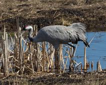 Common Crane, Grus grus, Hornborgasjøen, Sverige, Trane : Common Crane, Grus grus, Hornborgasjøen, Sverige, Trane