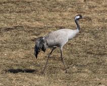 Common Crane, Grus grus, Hornborgasjøen, Sverige, Trane : Common Crane, Grus grus, Hornborgasjøen, Sverige, Trane
