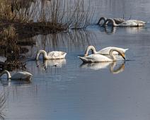 Cygnus cygnus, Hornborgasjøen, Sangsvane, Sverige, Whooper Swan : Cygnus cygnus, Hornborgasjøen, Sangsvane, Sverige, Whooper Swan