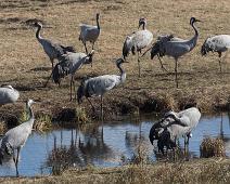 Common Crane, Grus grus, Hornborgasjøen, Sverige, Trane : Common Crane, Grus grus, Hornborgasjøen, Sverige, Trane
