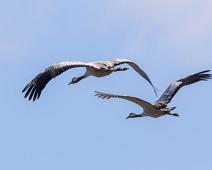 Common Crane, Grus grus, Hornborgasjøen, Sverige, Trane : Common Crane, Grus grus, Hornborgasjøen, Sverige, Trane