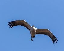 Common Crane, Grus grus, Hornborgasjøen, Sverige, Trane : Common Crane, Grus grus, Hornborgasjøen, Sverige, Trane