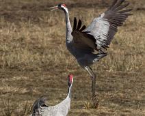 Common Crane, Grus grus, Hornborgasjøen, Sverige, Trane : Common Crane, Grus grus, Hornborgasjøen, Sverige, Trane