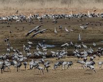 Common Crane, Grus grus, Hornborgasjøen, Sverige, Trane : Common Crane, Grus grus, Hornborgasjøen, Sverige, Trane