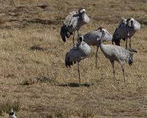 Common Crane, Grus grus, Hornborgasjøen, Sverige, Trane : Common Crane, Grus grus, Hornborgasjøen, Sverige, Trane