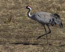 Common Crane, Grus grus, Hornborgasjøen, Sverige, Trane : Common Crane, Grus grus, Hornborgasjøen, Sverige, Trane