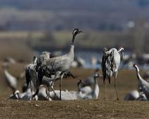 Common Crane, Grus grus, Hornborgasjøen, Sverige, Trane : Common Crane, Grus grus, Hornborgasjøen, Sverige, Trane