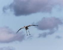 Common Crane, Grus grus, Hornborgasjøen, Sverige, Trane : Common Crane, Grus grus, Hornborgasjøen, Sverige, Trane