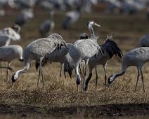Common Crane, Grus grus, Hornborgasjøen, Sverige, Trane : Common Crane, Grus grus, Hornborgasjøen, Sverige, Trane