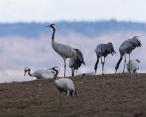 Common Crane, Grus grus, Hornborgasjøen, Sverige, Trane : Common Crane, Grus grus, Hornborgasjøen, Sverige, Trane