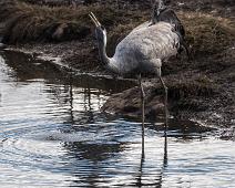 Common Crane, Grus grus, Hornborgasjøen, Sverige, Trane : Common Crane, Grus grus, Hornborgasjøen, Sverige, Trane