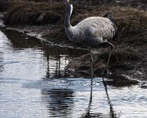 Common Crane, Grus grus, Hornborgasjøen, Sverige, Trane : Common Crane, Grus grus, Hornborgasjøen, Sverige, Trane