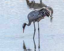 Common Crane, Grus grus, Hornborgasjøen, Sverige, Trane : Common Crane, Grus grus, Hornborgasjøen, Sverige, Trane