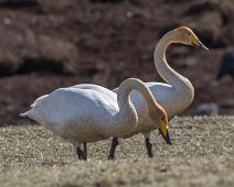 Cygnus cygnus, Hornborgasjøen, Sangsvane, Sverige, Whooper Swan : Cygnus cygnus, Hornborgasjøen, Sangsvane, Sverige, Whooper Swan