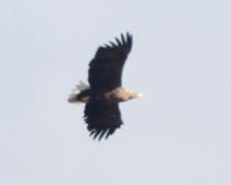 Havørn, Hornborgasjøen, Sverige, White-tailed Eagle, aliaeetus albicilla : Havørn, Hornborgasjøen, Sverige, White-tailed Eagle, aliaeetus albicilla