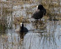 Eurasian Coot, Fulica atra, Hornborgasjøen, Sothøne, Sverige : Eurasian Coot, Fulica atra, Hornborgasjøen, Sothøne, Sverige
